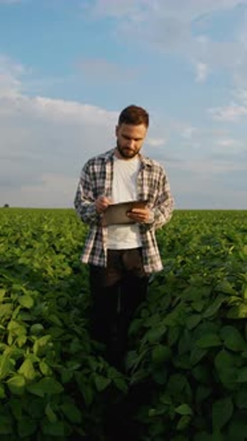 Agronomist Inspecting Soybean Crops in a Field