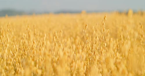 Oat Field Swaying in the Light Wind