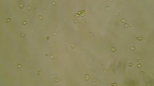 Looping Microscopic Organisms Movement Under Microscope Background