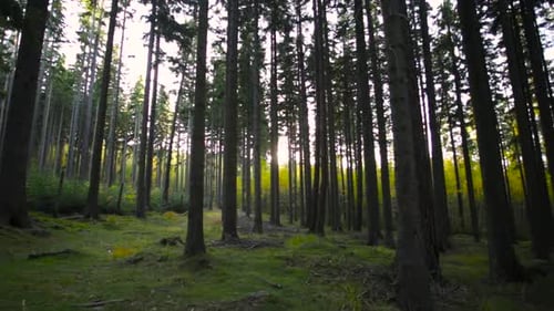 Panning shot of many trees in a bright green forest