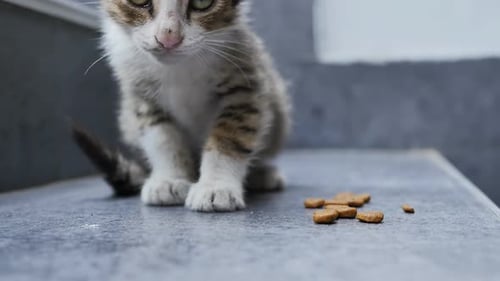 Cute Tabby Kitten Eating Brown Pellets