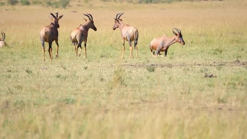 A Herd of Topi Antelopes who love the grasslands are playing on the savanna in kenya in Slow-motion