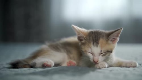 Cute Kitten Resting Peacefully Indoors