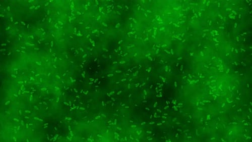 Green Germ Bacteria Cell Animated Microscope Medical Background 4k Video