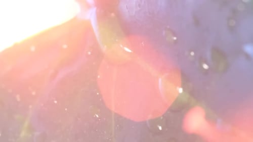 Raindrops on a Beautiful Green Leaf at a Bright Sunset Close Up Vertical Video