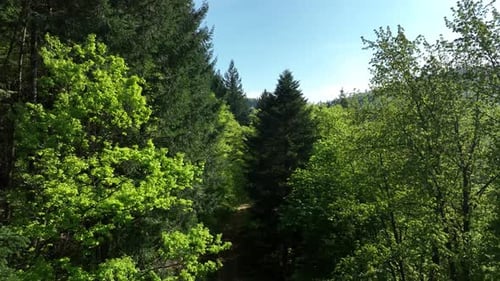 Luftaufnahme der Waldhügel, Frankreich.