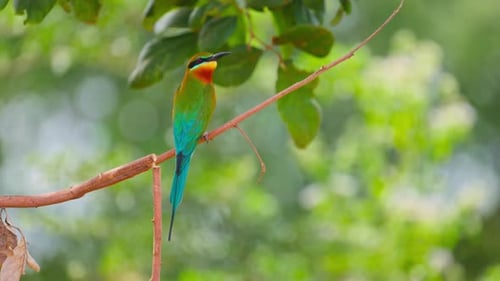 Blue Tailed Bee Eater on a Branch Lat Merops Philippinus A Stunning Blue Tailed Bee Eater Perched
