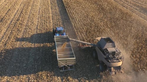 Toma aérea de una cosechadora cargando granos de maíz maduros en un remolque de tractor que sobrevuela la agricultura