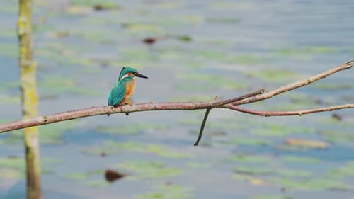 Vue inclinée de face d'un martin-pêcheur perché sur une branche au-dessus d'un étang idyllique en Frise, aux Pays-Bas