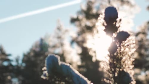 Pine forest in winter. The pine branches are snowy