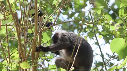 Dusky Leaf Monkeys in Malaysia