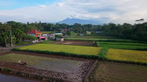 Luftaufnahme von Reisfeldern und Gebäuden mit Landwirten, Indonesien.