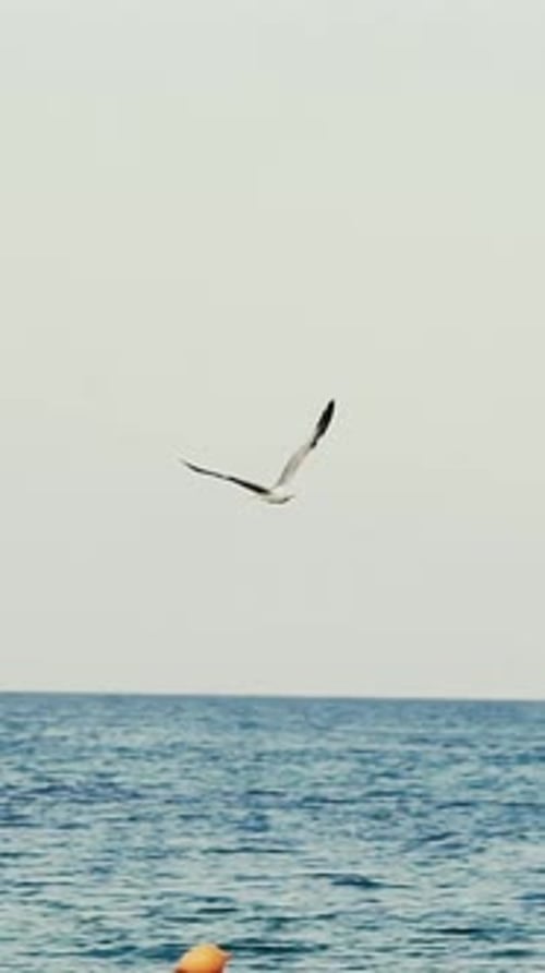 Seagull flying over sea surface. Bird soaring above calm sea water on a sunny summer day.