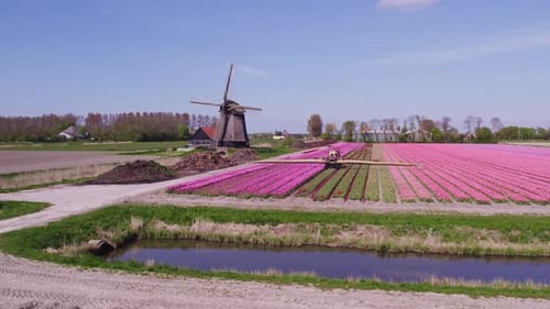 Aerial view of tulip fields with windmill, Netherlands.