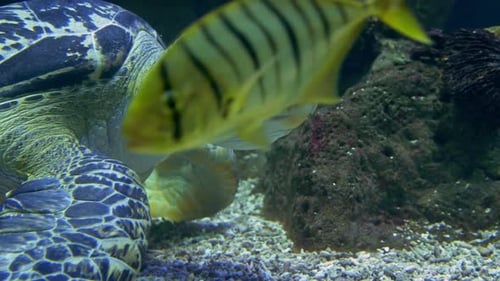 Green sea turtle eating gravel