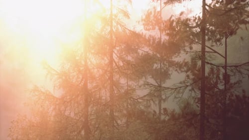 Golden Sunlight Rays Shine Through Misty Forest Trees