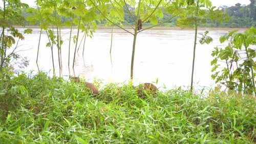 Two Capybaras graze in lush green grass by the Tambopata River in Peru