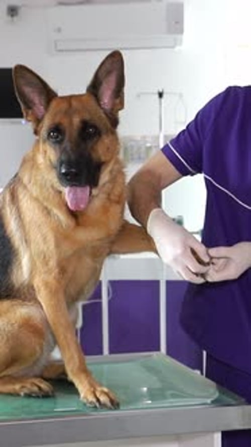 A Veterinarian Carefully Examines a German Shepherd Dog During a Visit to the Clinic Today