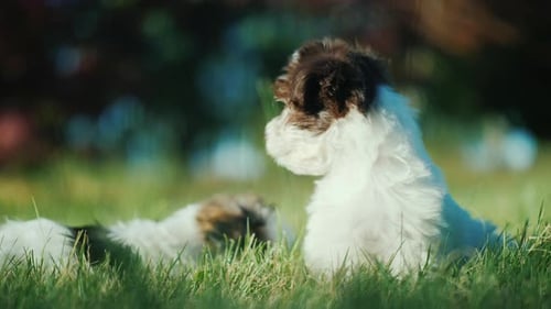 Lovely Puppies Playing in Green Grass