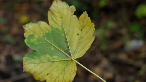 Superzeitlupe fallender Herbst-Ahornblätter gegen Wald Ein Herbstblatt fliegt durch den