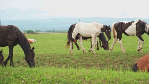 Modern Animal Livestock Horses Grazing in Green Field Grassland Farm Countryside Background Horse in
