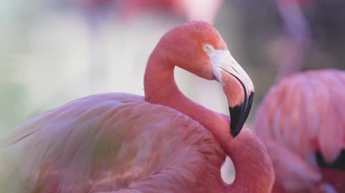 Pink Flamingos Close Up