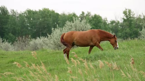 Chestnut horse walking and grazing in green meadow