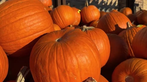 Many Orange Pumpkins Gathered Together in Sunlight