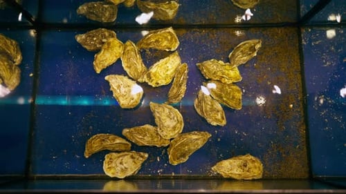 Nahaufnahme im japanischen Restaurant im Aquarium: Es gibt frische Meeresfrüchte, Austern und Krabben