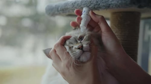 Tierarzt wendet Augentropfen an kranke Katzen an, die wichtige medizinische Versorgung zur Behandlung von Augeninfektionen leisten