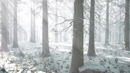 Mystical Winter Forest with Snow and Sun Rays Coming Through Trees