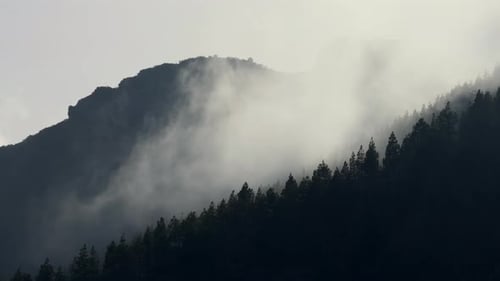 Misty mountain landscape with dense pine forest.