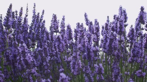 Lavender Field 137