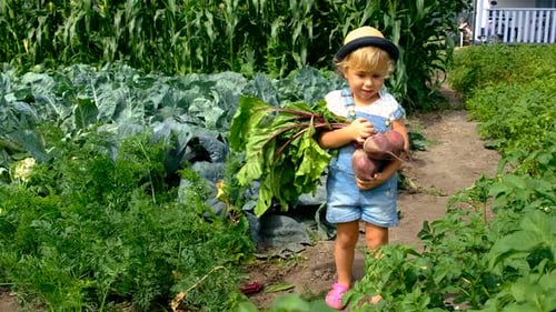 a Child Harvests in the Garden Selective Focus