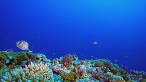 Underwater Sea Coral Tropical Reef