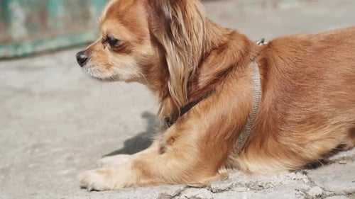 Porträt eines niedlichen Ingwer-kleinen entzückenden langhaarigen Chihuahua-Hundes, der an einem sonnigen Tag