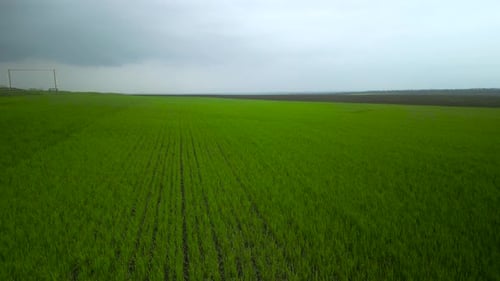Wheat field aerial view in Ukraine