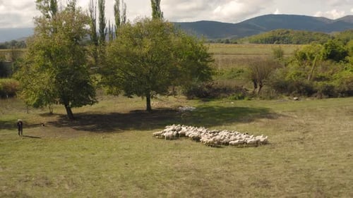 A Flock of Sheep Grazes on the Plain