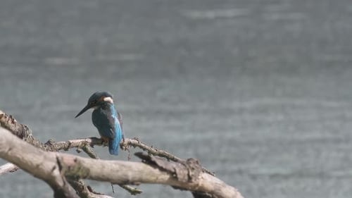 Adult Kingfisher quickly flies away from the branch