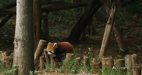 Roter Panda Panda geht zu