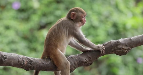 Monkey Perched on Tree Branch in the Daytime