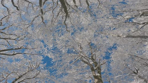 Bottom up View of Frozen Tree Tops in Winter Forest