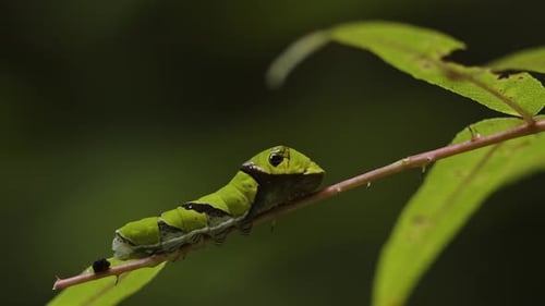 Asian Swallowtail Butterfly Caterpillar on a Plant