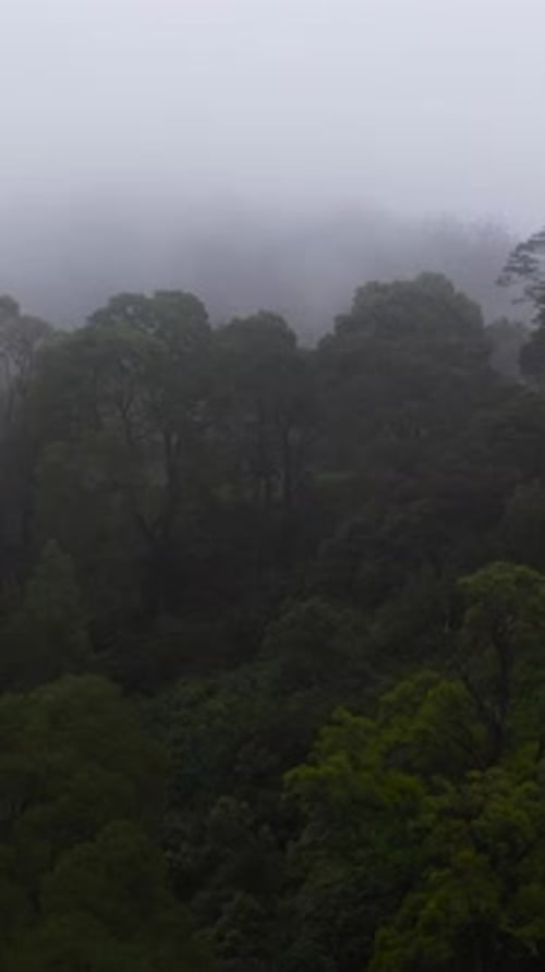 Forest Covered with Fog and Clouds Sri Lanka