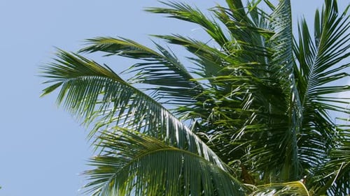 Palm Tree Fronds Swaying in the Breeze