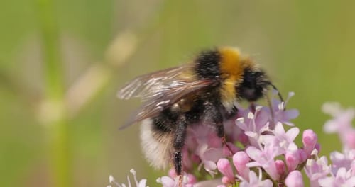 Bumble Bee Pollinating Pink Flower, Macro Shot