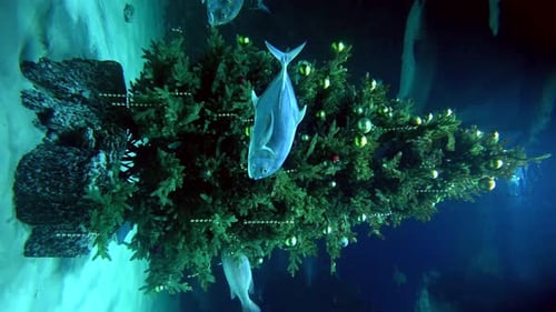 Group of Sea Fish Swimming in the Pool Near Christmas Tree New Year Concept Vertical Video