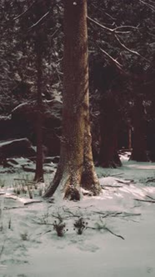 Majestic Winter Forest Scene with Snow Covered Trees and Serene Landscape