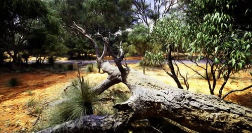 Sunlight Filters Through Trees Onto Fallen Log in Serene Forest Setting