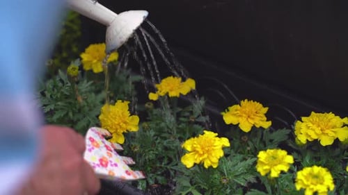 Watering Bright Yellow Flowers in Garden